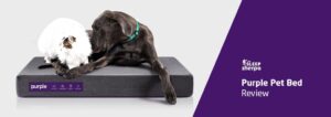 Purple Pet Bed Review