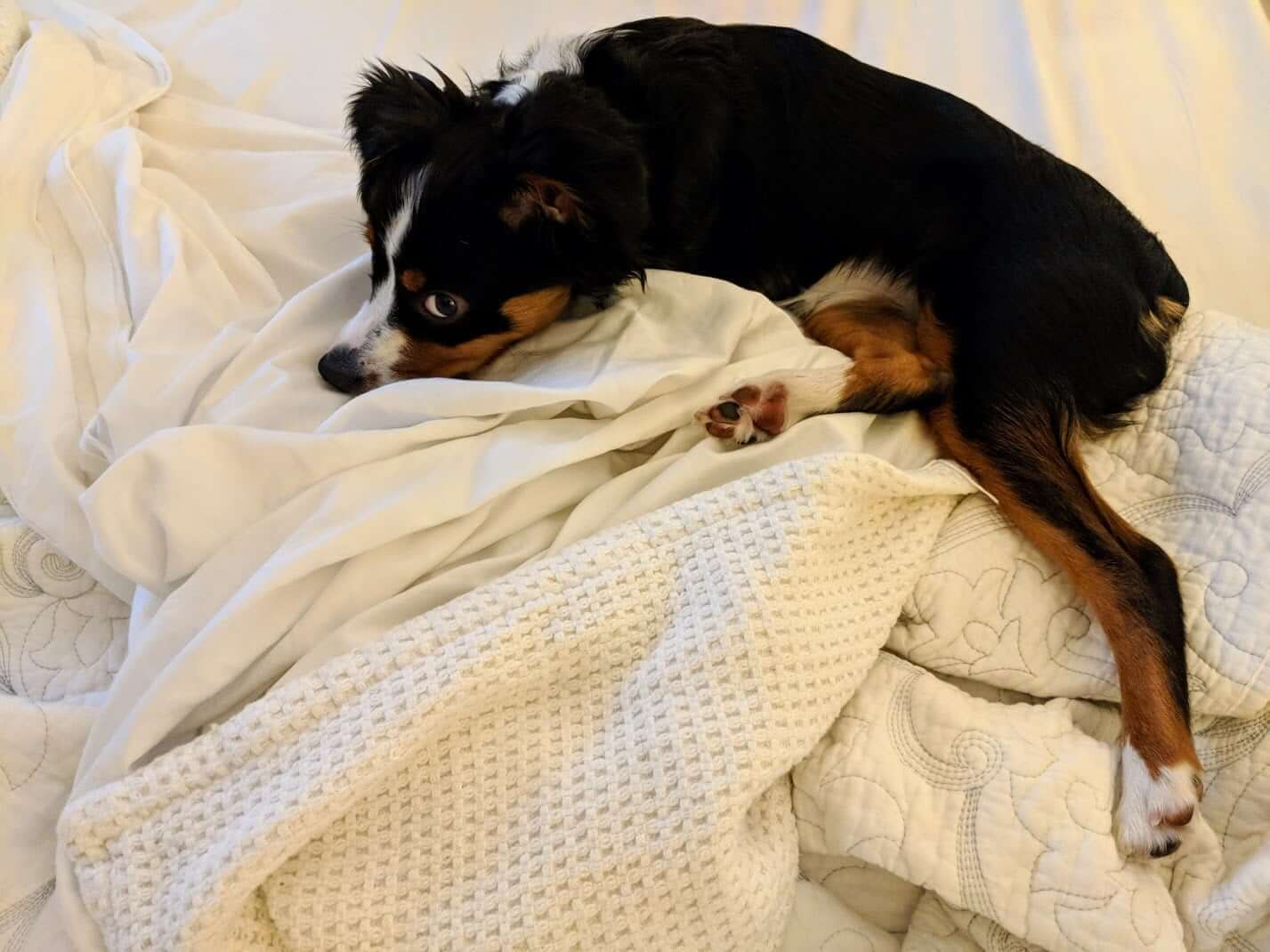 Sleep with Pets