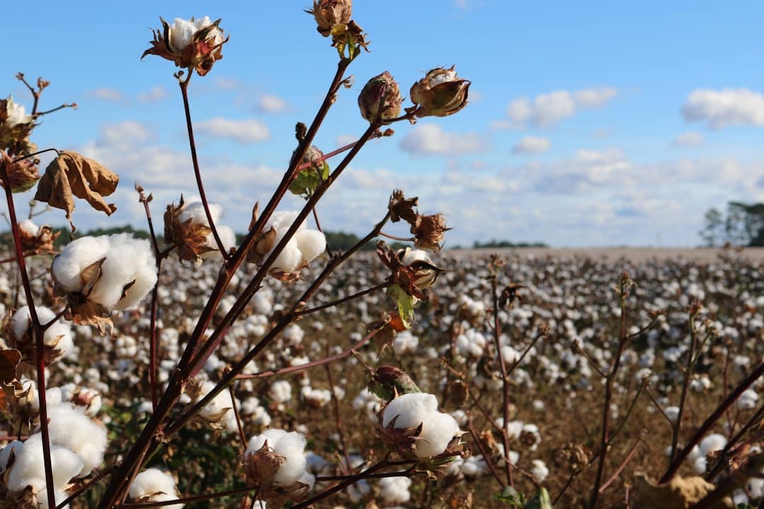 A vast cotton field under a blue sky with clouds. Cotton plants in the foreground have fluffy white bolls, while more cotton plants extend into the background across the landscape.